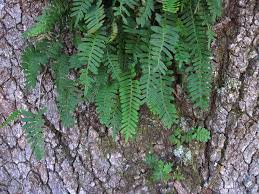 Image result for Pleopeltis  × simiana