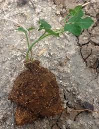 Image result for Corallocarpus epigaeus