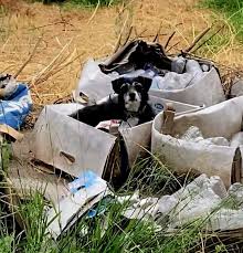 A frail senior dog was found limping and alone near a train station, too  scared to be caught until he finally realized rescuers were there to help. A  microchip revealed he had