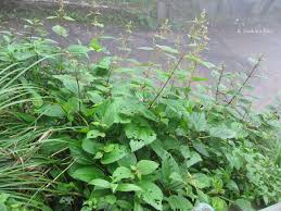 Image result for Boehmeria macrophylla