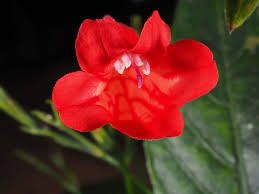 Image result for Ruellia brevifolia