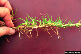 Image result for Cenchrus clandestinus