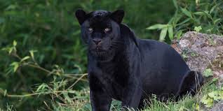 When this spirit guide comes into your life, you know that you have a fierce guardian. Extinct Black Panther Rediscovered In Sri Lanka Totally Vegan Buzz