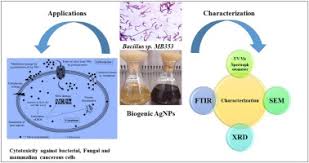 An Evaluation Of The Activity Of Biologically Synthesized Silver Nanoparticles Against Bacteria Fungi And Mammalian Cell Lines Sciencedirect