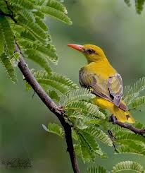Mybirdphotography Passaro