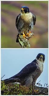 Their pale breast is spotted, and the undersides of their wings are barred with dark stripes. Individual Phenotype Variability Of Biscay Peregrine Falcons Above A Download Scientific Diagram