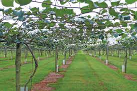A dioecious plant, both male and female plants are required for pollination. Up Your Game For Higher Kiwi Fruit Yields Farmer S Weekly
