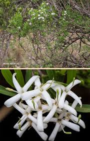 Image result for Pavetta gardeniifolia