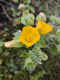 Image result for Abutilon grandiflorum