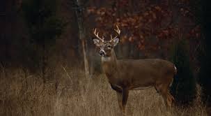 Download Deer Hunting In Michigan The Nature Conservancy
