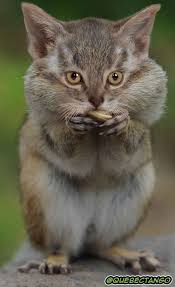 Squat Animal Mashups Photoshopped Animals Fake Animals