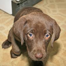 How puppies are shipped tips has been rated 4.0 out of 5 based on 83 ratings and 3 user reviews. How To Ship A Puppy In A Plane