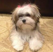 My home puppies' akc havanese. Brylee S Angels Havanese Havanese Havanese Puppies Havanese Breeders