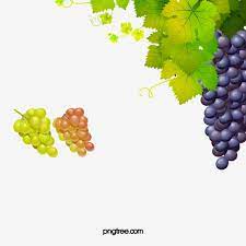 Grapes And Vines Image Red Grapes Delicious Grape Png Transparent Clipart Image And Psd File For Free Download Red Grapes Grapes Wine Vine