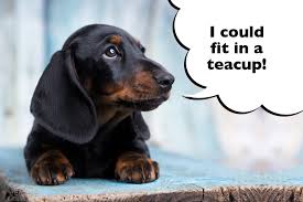 The standard size was developed to. What Is A Toy Or Teacup Dachshund I Love Dachshunds