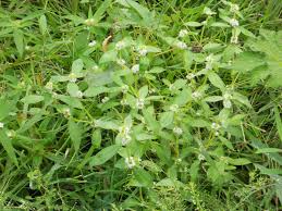 Image result for Mitracarpus