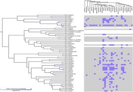 Image result for Viscum shirense