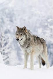 Elin Ekmegiyle Yasayan Kurt Kahrolsun Boynunda Tasma Izi Tasiyan Kurt Kahrolsun Kar Yagmis Daglarina Usuyen Kurt Kahrols Loup Sauvage Images Loup Chien Loup
