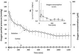 Oxygen Consumption By Warm Ischemia Injured Porcine Kidneys In Hypothermic Static And Machine Preservation Sciencedirect