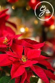 How To Water Poinsettias Poinsettia Plant Plants Poinsettia