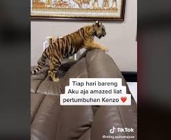 Tapi para pemain evos legends tetap giat berlatih. Lihat Hewan Peliharaan Di Rumah Ini Warganet Gue Takut Dia Khilaf