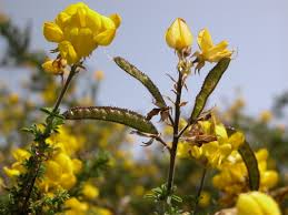 Image result for Adenocarpus