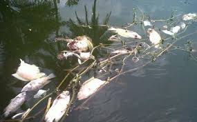 Eufrat—ribuan ikan mas ditemukan mati mengambang dan menumpuk di tepian sungai eufrat, irak, jumat (2/11/2018). Goriau Diduga Tercemar Limbah Ribuan Ikan Mati Mengapung Di Sungai Kampar