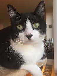 Black And White Tuxedo Cats For Sale Cute Overload D White Cats Pet Birds Tuxedo Cat