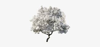 Magnolia Tree Png 453x340 Png Download Pngkit Large collections of hd transparent magnolia png images for free download. magnolia tree png 453x340 png