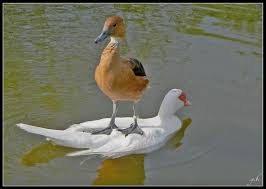 Résultat de recherche d'images pour "canard"