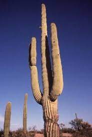 The maximum recorded height of the cardon cactus is 63 feet with a foot trunk diameter of more than three feet with several side branches. Saguaro Cactus Organ Pipe Cactus National Monument U S National Park Service