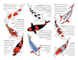 Black And White Koi Fish Tattoo Meaning Koi Fish Tattoo Color Meaning Chart In 2020 Koi Fish Tattoo Koi Fish Drawing Koi Fish