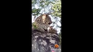 Watch Leopard Plays With Baby Duiker Before The Inevitable Kill Youtube