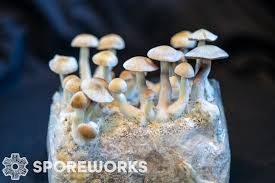 Image result for Sporobolus natalensis