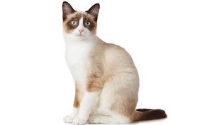 The snowshoe's origins are in a litter of siamese produced in the 1960s in philadelphia: Snowshoe Cat Breed Information Pictures Characteristics Facts