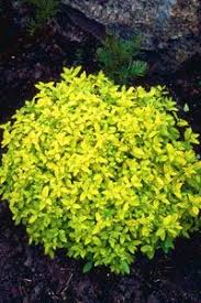 The bush can be a standout for its fall foliage season if it is grown in full sun. 41 Shrubs Of Interest Ideas Shrubs Plants Garden Shrubs