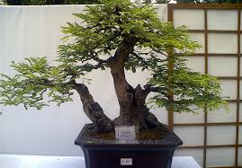 Bonsai