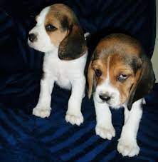 1 kedi 1 kopek sahiplendirme ilanlari kopek beagle kediler ve yavrulari