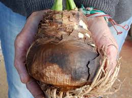 Check spelling or type a new query. Replanting Amaryllis Bulbs Www Scliving Coop