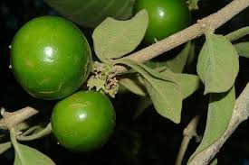 Image result for Vangueria proschii