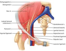 Ligamentul colles este ligamentul reflex și nu ligamentul inghinal. Inguinal Hernias Basicmedical Key