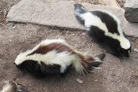 Animals, wop, wide open pets, descented, domesticated, exotic pet, pet, scent glands, skunks, small pets, stink, stin. Why Oh Why Our Guide To Owning A Pet Skunk Geozoo Org