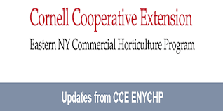 The black cutworm management guidelines for corn may be appropriate in certain situations. Cornell Cooperative Extension Enychp Updates
