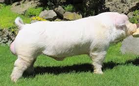 Southern gold sires is a family run boar stud in southern indiana. Boars Southern Gold Sires