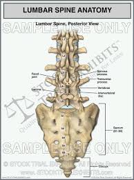 The top plane actually slants forward. Lumbar Spine Anatomy Posterior View Anatomy Craniosacral Therapy Medical
