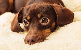 Living in a small apartment or condominium, or even a tiny house, can sometimes deter people from owning a pet. Storage Tips 5 Best Dog Breeds For Small Apartments