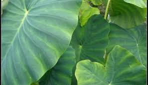 Check spelling or type a new query. Are Elephant Ear Plants Poisonous Gardening Channel