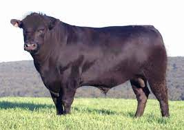 Angus Previous Next Angus Cattle Known As Aberdeen Angus In Most Parts Of The World Are A Breed Of Cattle Commonly Used In Beef Production They Were Developed From Cattle Native To The Counties Of Aberdeenshire And Angus In Scotland Because Of