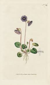 Soldanella Alpina Alpine Soldanella From William Curtis Botanical Magazine 1st Edition Prints Vol 1 6 Botanical Illustration Botanical Drawings Botanical Art