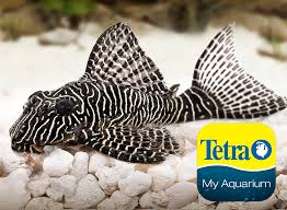 Tiger Pleco Hypancistrus Zebra Aquarium Set Colorful Fish Zebra